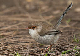 Superb Fairywren