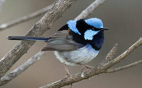 Superb Fairywren