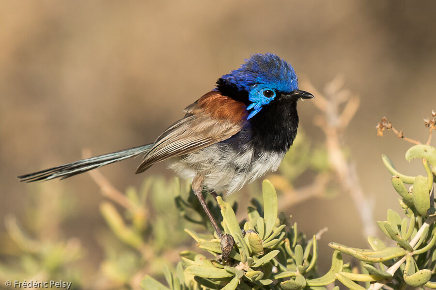 Purple-backed Fairywren male adult, identification