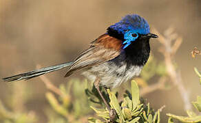 Purple-backed Fairywren