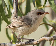 Purple-backed Fairywren