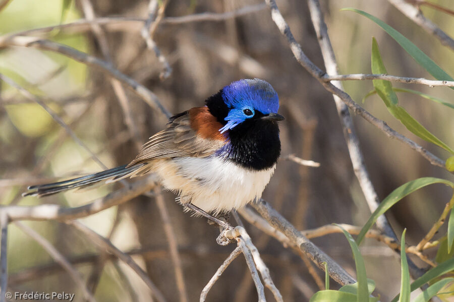 Purple-backed Fairywren male adult, aspect