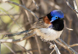 Purple-backed Fairywren