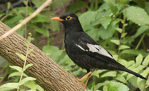 Grey-winged Blackbird