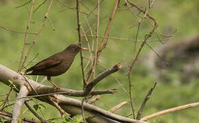 Grey-winged Blackbird