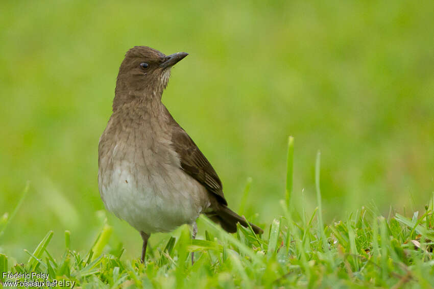 Black-billed Thrushadult breeding, close-up portrait