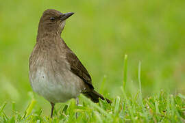 Black-billed Thrush