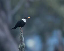 White-collared Blackbird