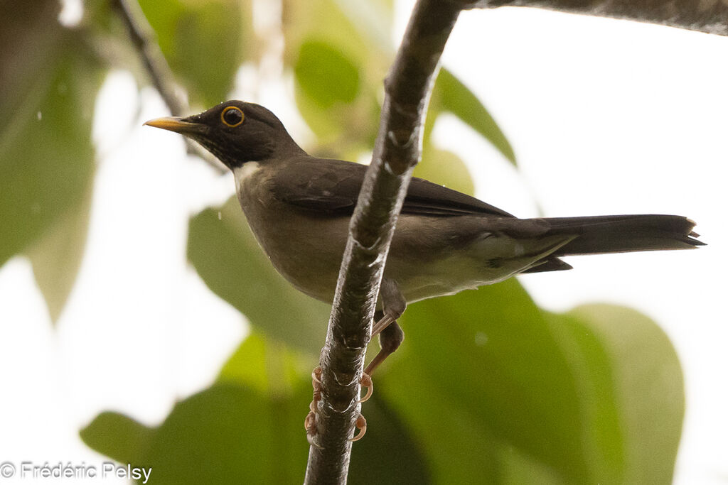 White-throated Thrush