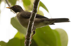 White-throated Thrush