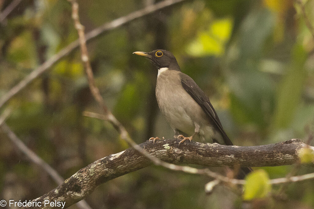 White-throated Thrush