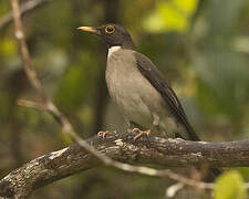 White-throated Thrush