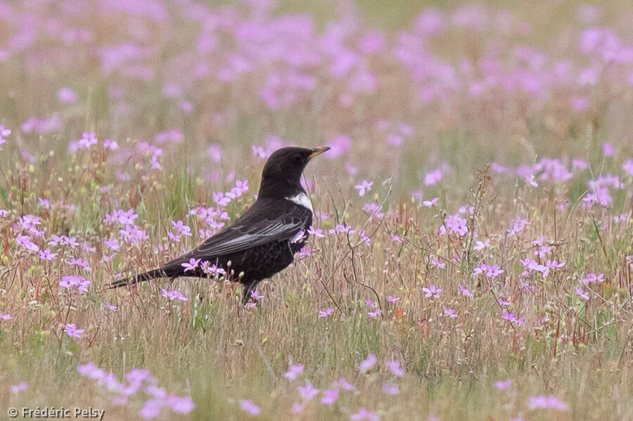 Ring Ouzel male adult