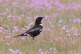 Ring Ouzel