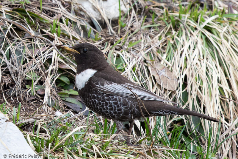 Ring Ouzel male adult