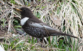 Ring Ouzel