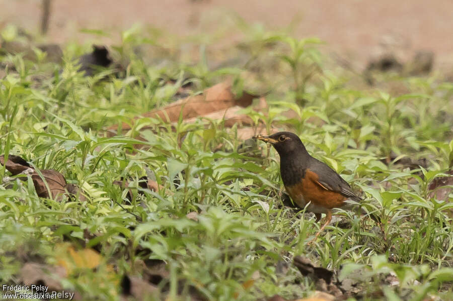 Black-breasted Thrush male adult, fishing/hunting