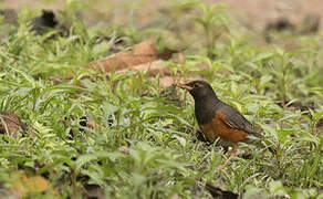 Black-breasted Thrush