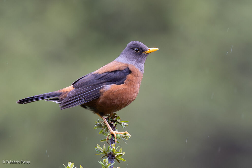 Merle à tête grise