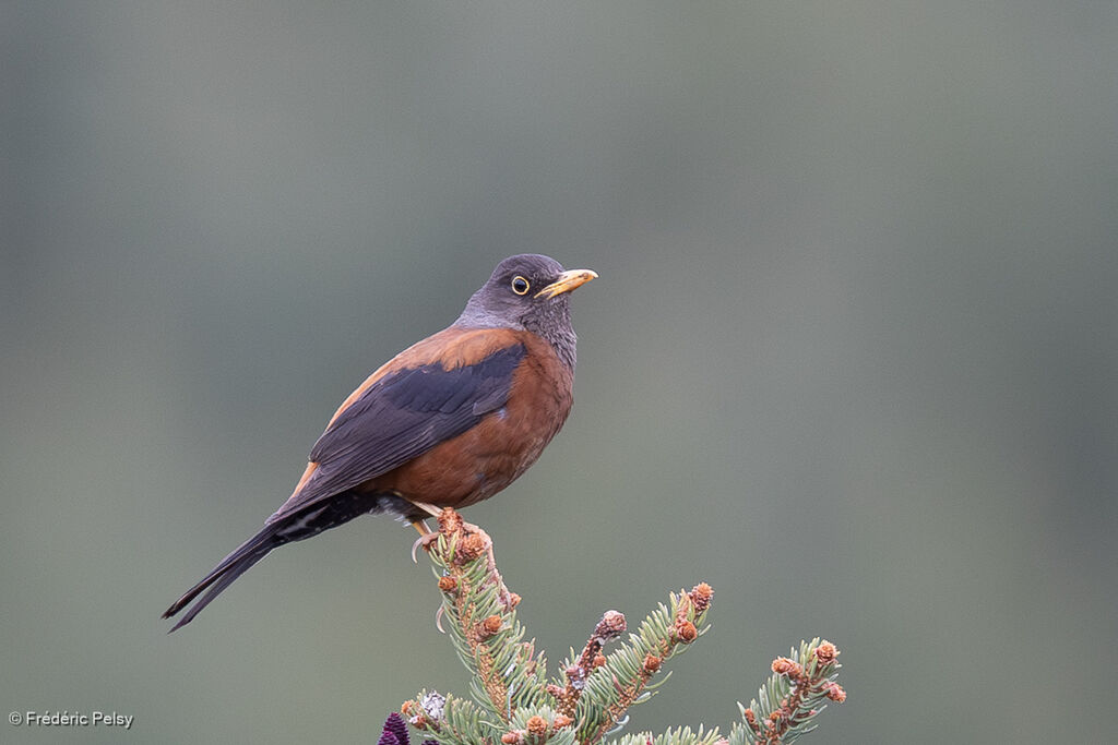 Merle à tête grise