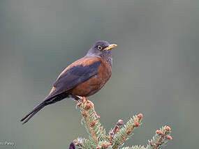 Merle à tête grise