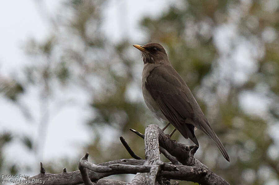 Creamy-bellied Thrushadult, identification