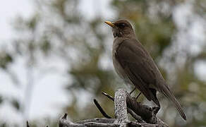 Creamy-bellied Thrush