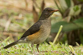 African Thrush