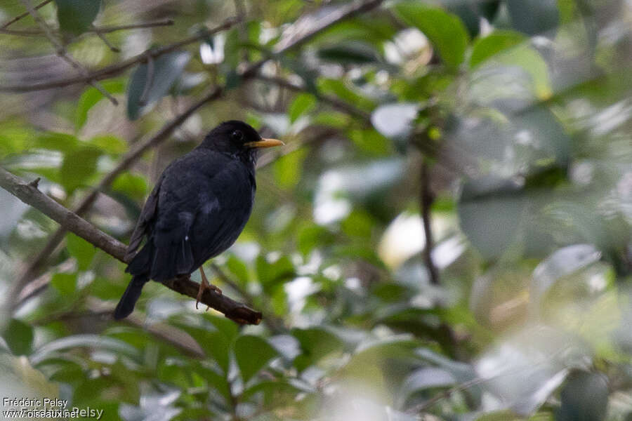 Andean Slaty Thrushadult, habitat