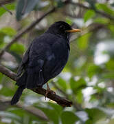 Andean Slaty Thrush