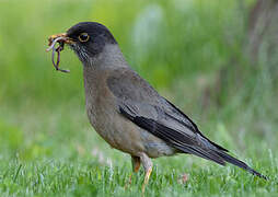 Austral Thrush