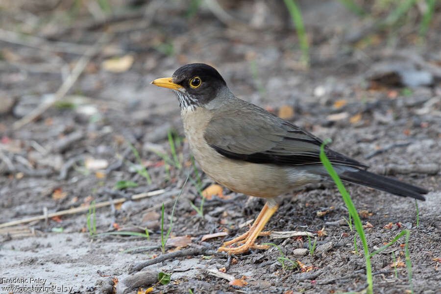 Merle australadulte, identification