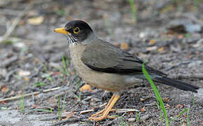 Austral Thrush