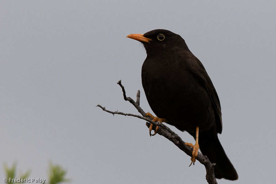 Chiguanco Thrush