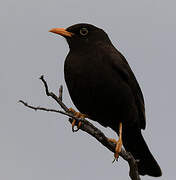 Chiguanco Thrush