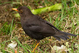 Island Thrush