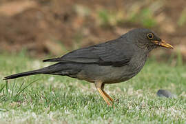 Karoo Thrush