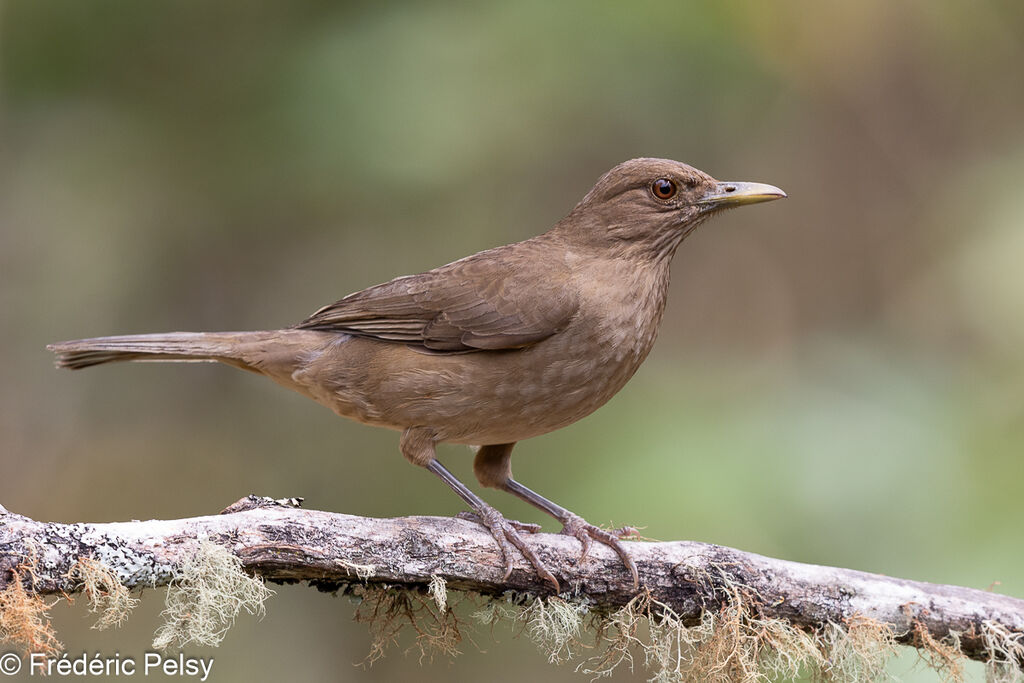 Clay-colored Thrush