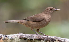 Clay-colored Thrush