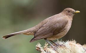 Clay-colored Thrush