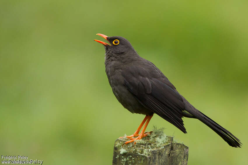 Great Thrush male adult, identification