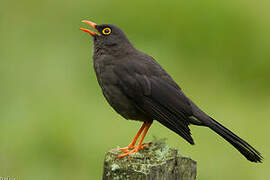 Great Thrush