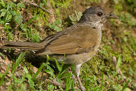 Pale-breasted Thrush