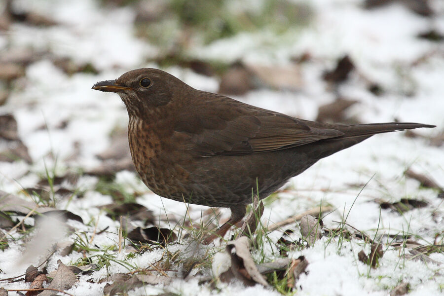 Common Blackbird female