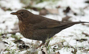 Common Blackbird