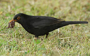 Common Blackbird