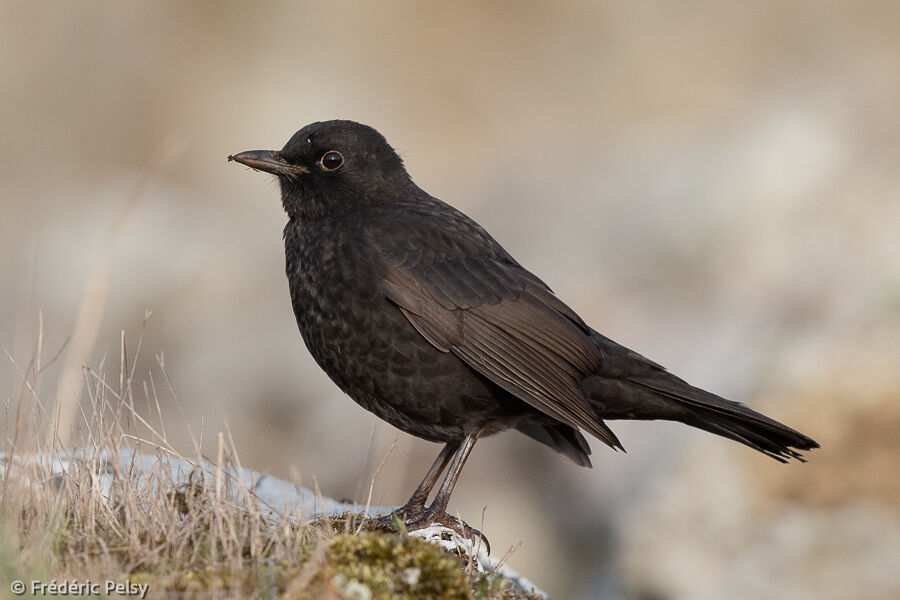 Common Blackbird male First year