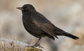 Common Blackbird