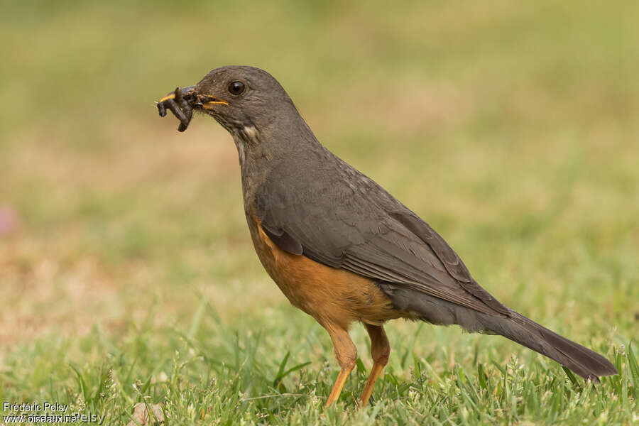 Olive Thrushadult, feeding habits