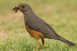 Olive Thrush